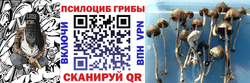 Псилоцибиновые грибы Cubensis  Купить закладки  Сочи 